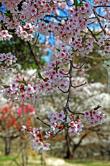 富士見町でのお花見　IMGP4317zz