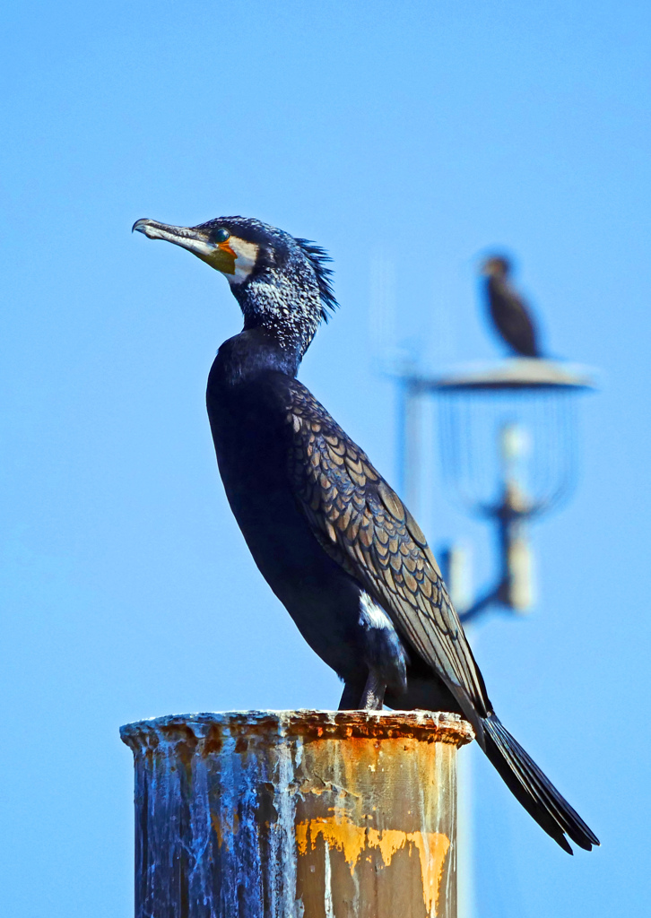鋭い目付き　P1800687zz
