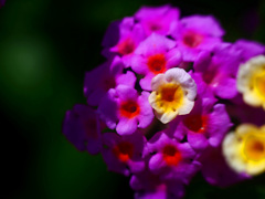 華手鞠　P1300966zz
