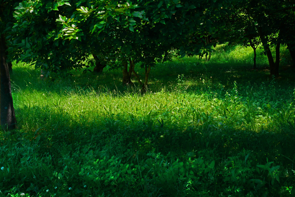 五月の陽射し　P1390761zz