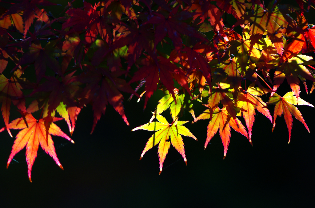 紅葉渓庭園の紅葉　_IMG0041zz