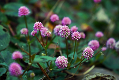 姫蔓蕎麦　P1280927zz