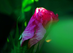 うぶな私　　P1670620zz