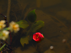 花一輪 流れる先は　P1230312zz