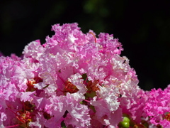 真夏の花　P1090430zz