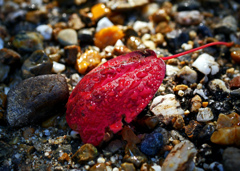 昨夜は雨‥‥　P1770774zz