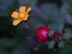 花と果実　P1280119zz