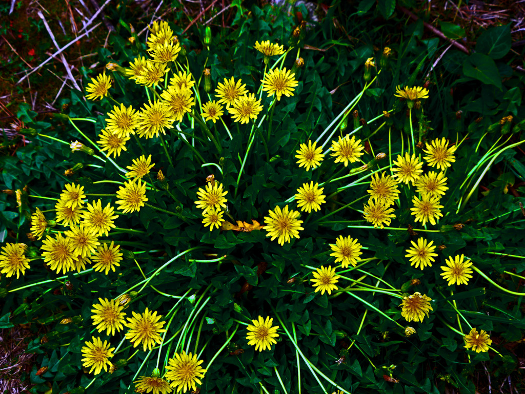 蒲公英・タンポポ・たんぽぽ　P1530287zz