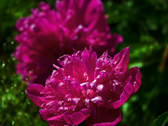 赤い芍薬　P1530581zz