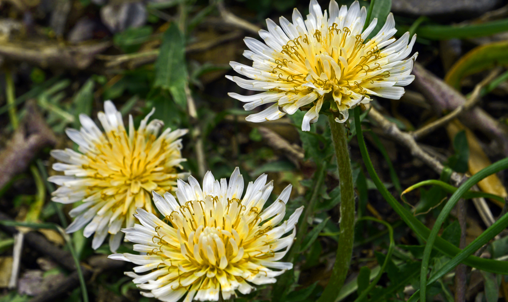 揃い踏み　P1061437zz