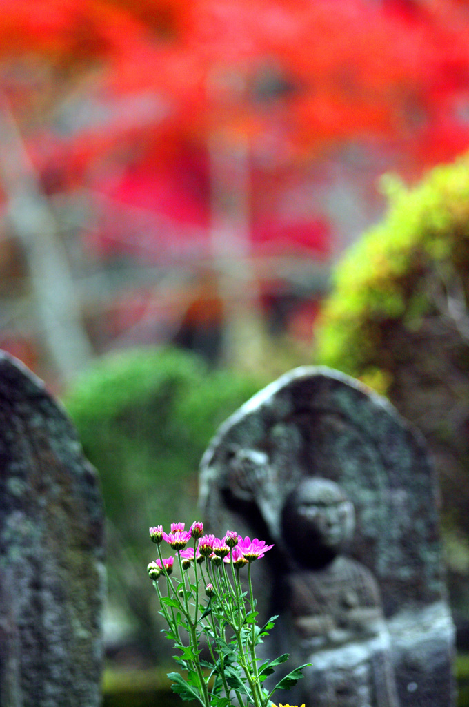 花を手向ける　IMGP4431zz