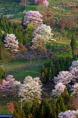 小川村にて 山桜　IMGP5497zz