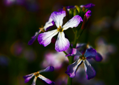 ハマダイコン　P1100109zz