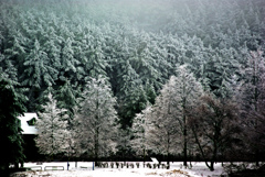 蓼の湖 冬の景　IMGP0313ZZ