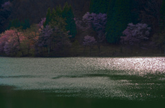 午後の陽　P1063932z