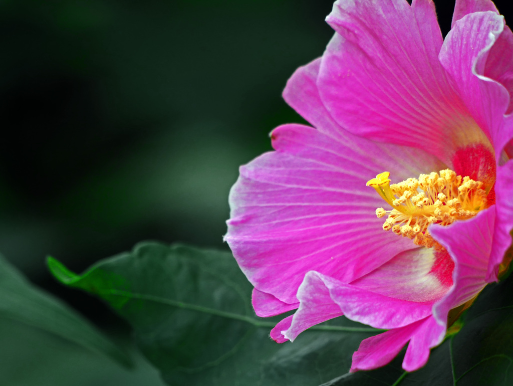 芙蓉の蕊　P1610249zz