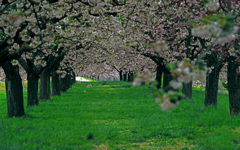 圧巻の桜並木！　IMGP2136zz