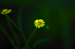 黄色い花　IMGP8509zz