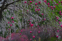 花桃と桜　P1063397zz
