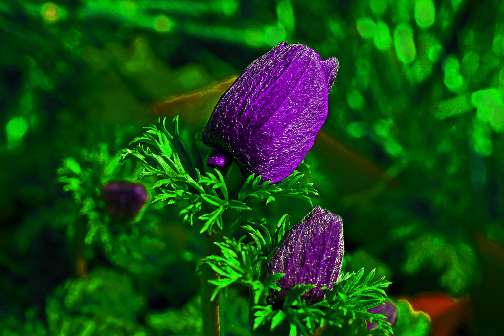 蒼い蕾　P1340019zz