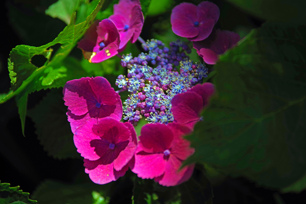 木洩れ日に彩る　IMGP2883zz