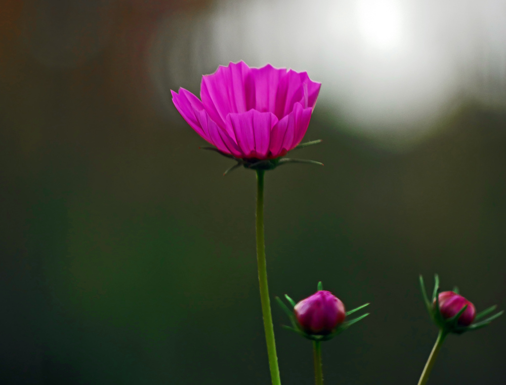 小さな秋Ⅱ　P1460198zz