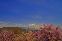 桜並木と春の空　IMGP0020zz