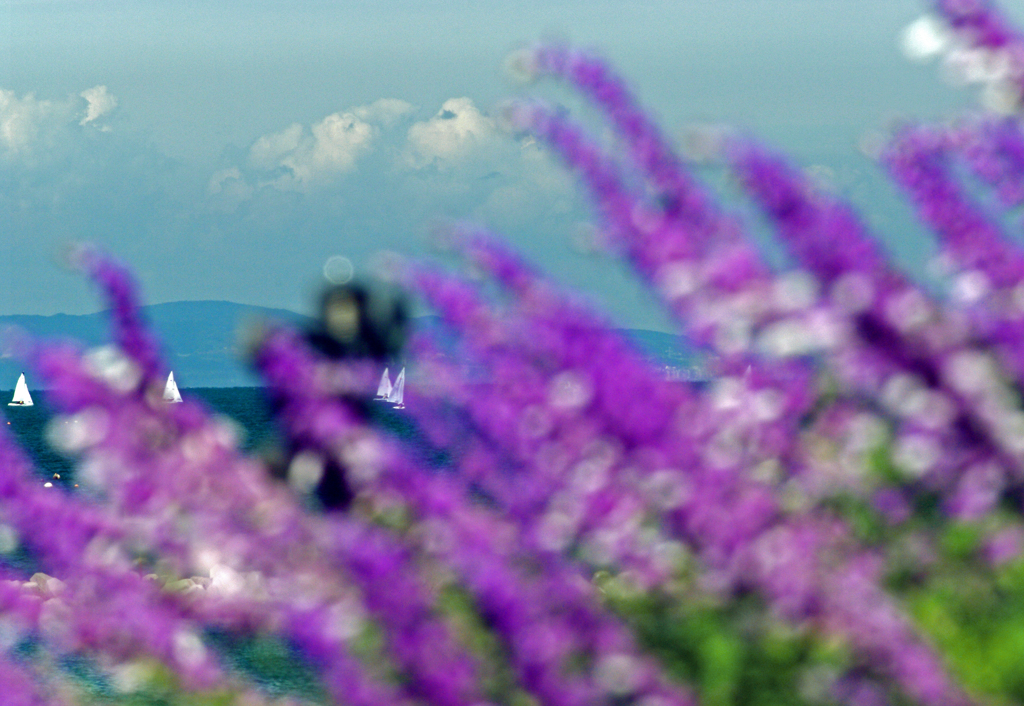 夏を惜しむ　IMGP9695zz