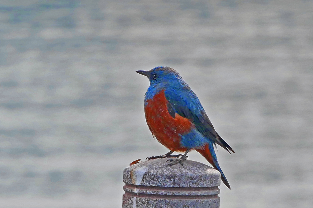 遠くを見つめて‥‥　P1810972zz