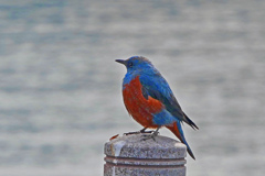 遠くを見つめて‥‥　P1810972zz