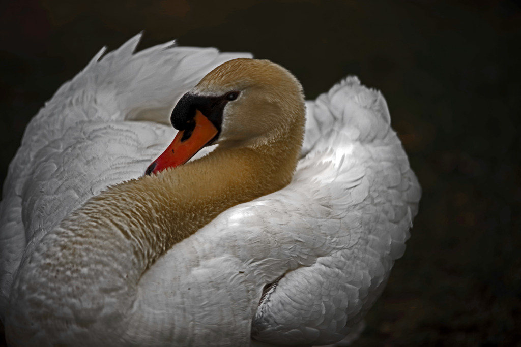 ＳＷＡＮ　IMGP6264zz