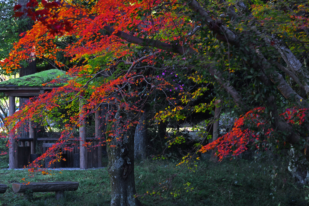 紅葉と四阿　P1146510zz