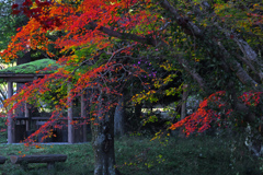 紅葉と四阿　P1146510zz