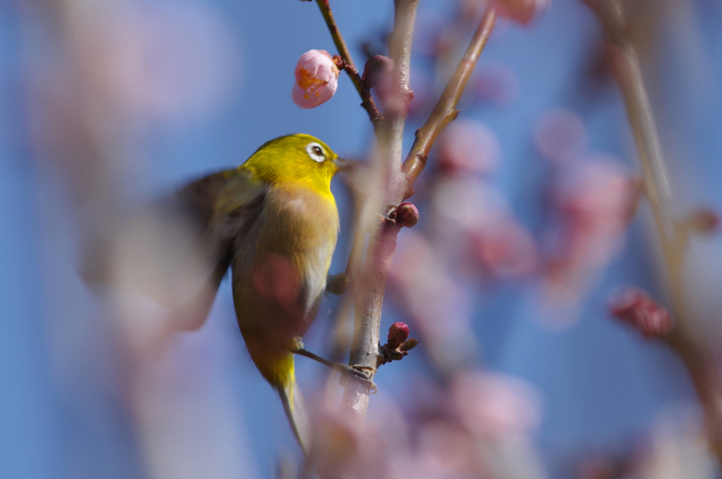 美味しい蜜はいかがでしょうか　IMGP1258zzz