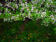 白い桜と黄色い野の花　P1140066zz