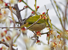 春の訪れ　IMG0099z