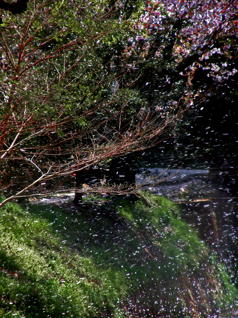 落花盛ん　DSC08822zz