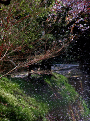 落花盛ん　DSC08822zz
