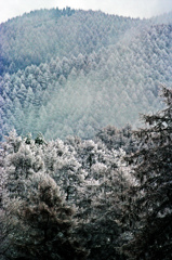 樹氷の森　IMGP5150zz