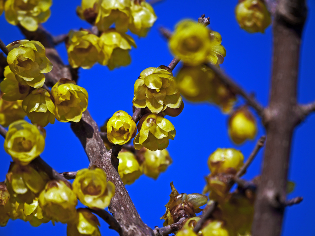 冬の黄花 蝋梅　P1060717zz