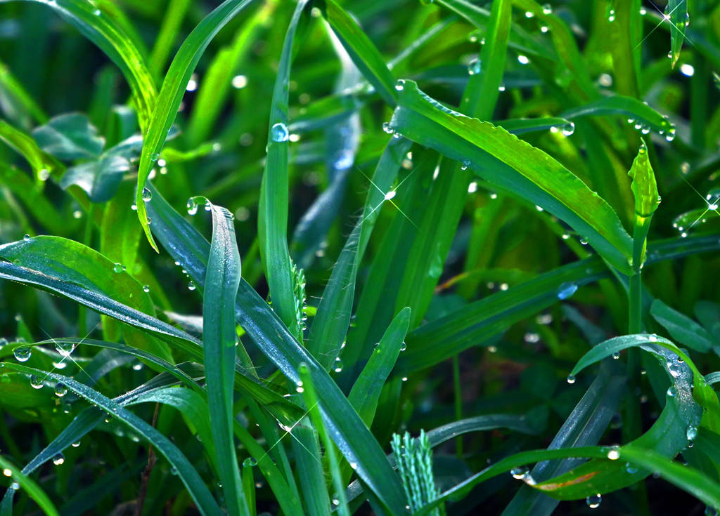 雨上りの朝　P1670420zz
