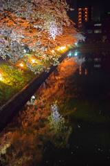 「夜桜会」お堀端　IMGP4644zz