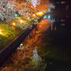 「夜桜会」お堀端　IMGP4644zz