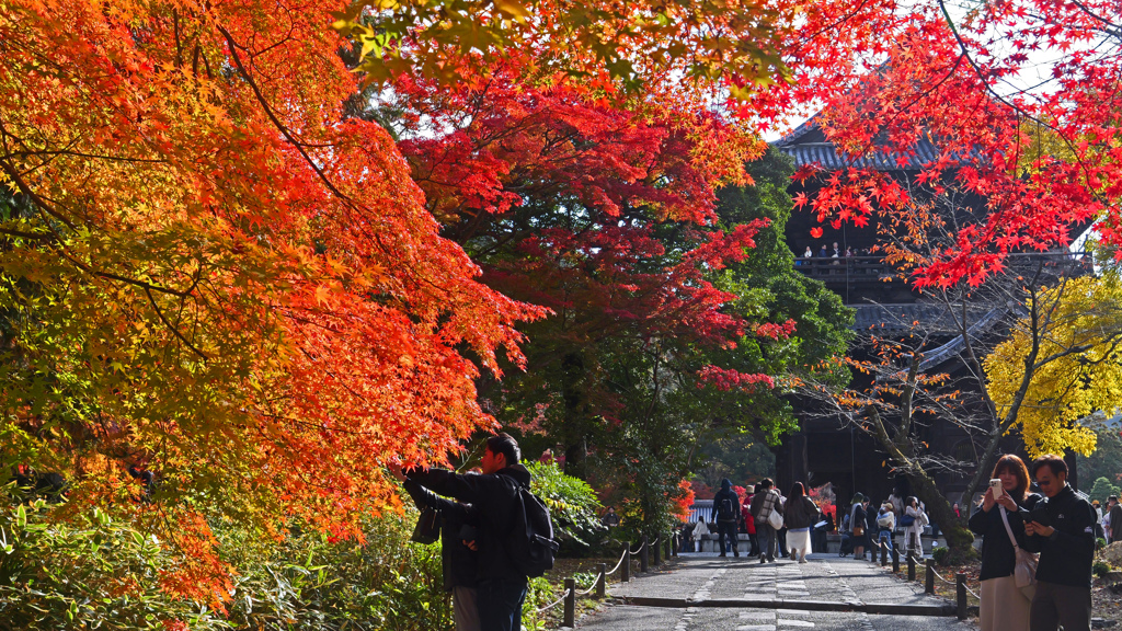 「秋真っ盛り」P1126086zz