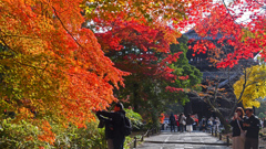 「秋真っ盛り」P1126086zz