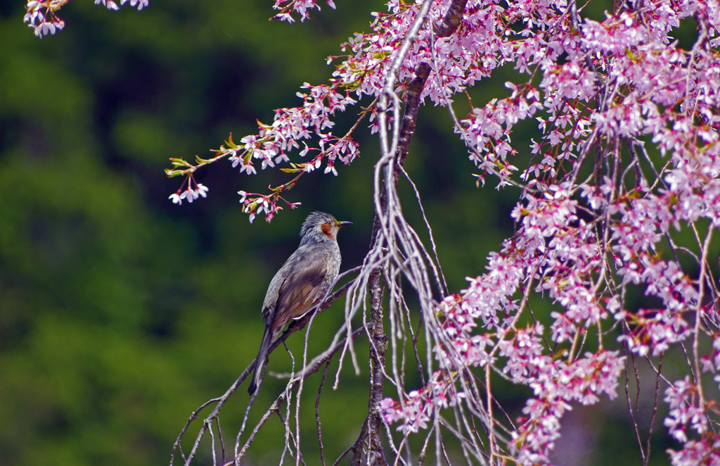 桜とヒヨドリ　IMG3164zz