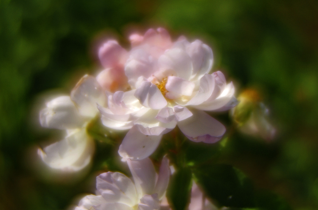 温かい日差し　_IMG9111zz