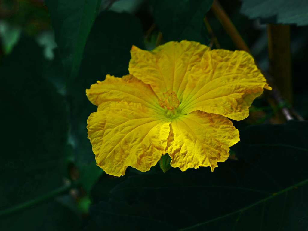 きゅうりの花は美しい　P1350834zz