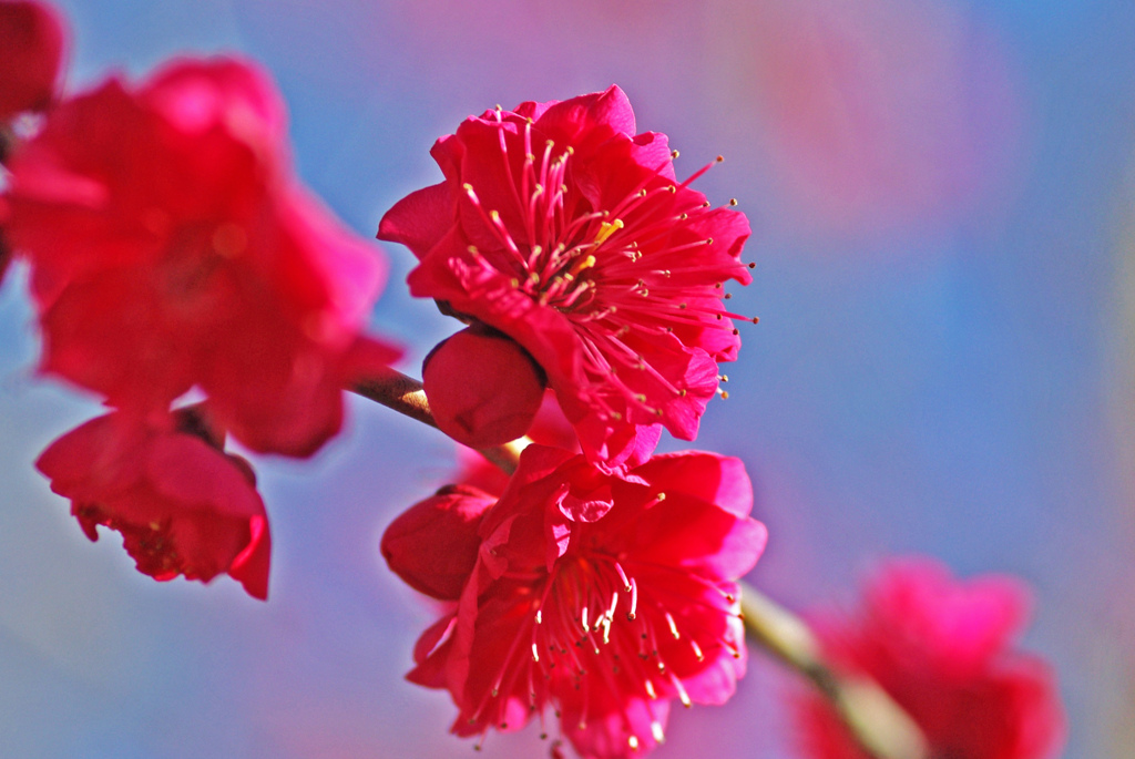 紅梅　IMGP9986zz