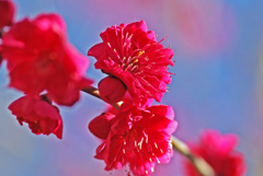 紅梅　IMGP9986zz